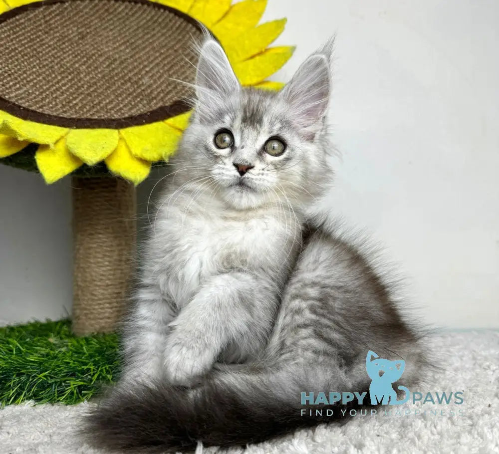 Bebemotik Maine Coon male black silver ticked tabby live animals