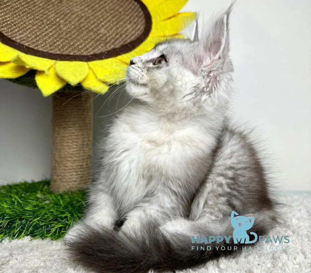Bebemotik Maine Coon male black silver ticked tabby live animals
