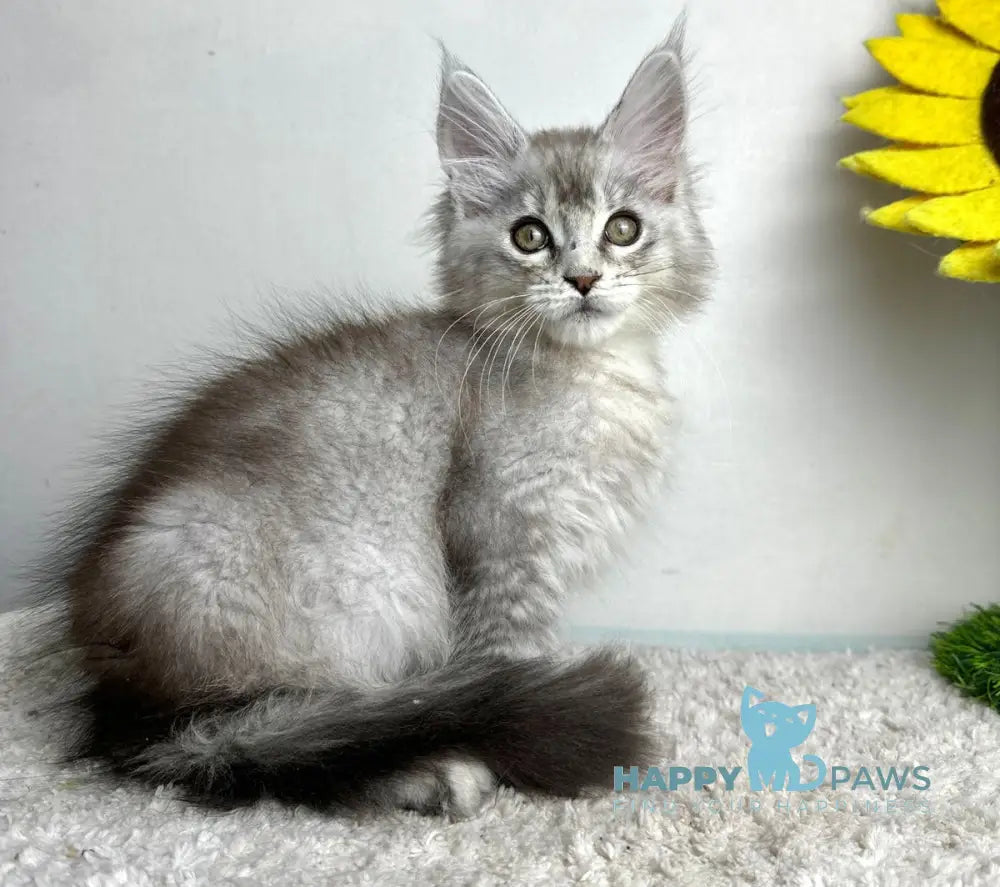 Bebemotik Maine Coon male black silver ticked tabby live animals