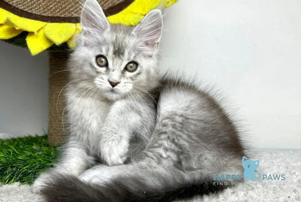 Bebemotik Maine Coon male black silver ticked tabby live animals