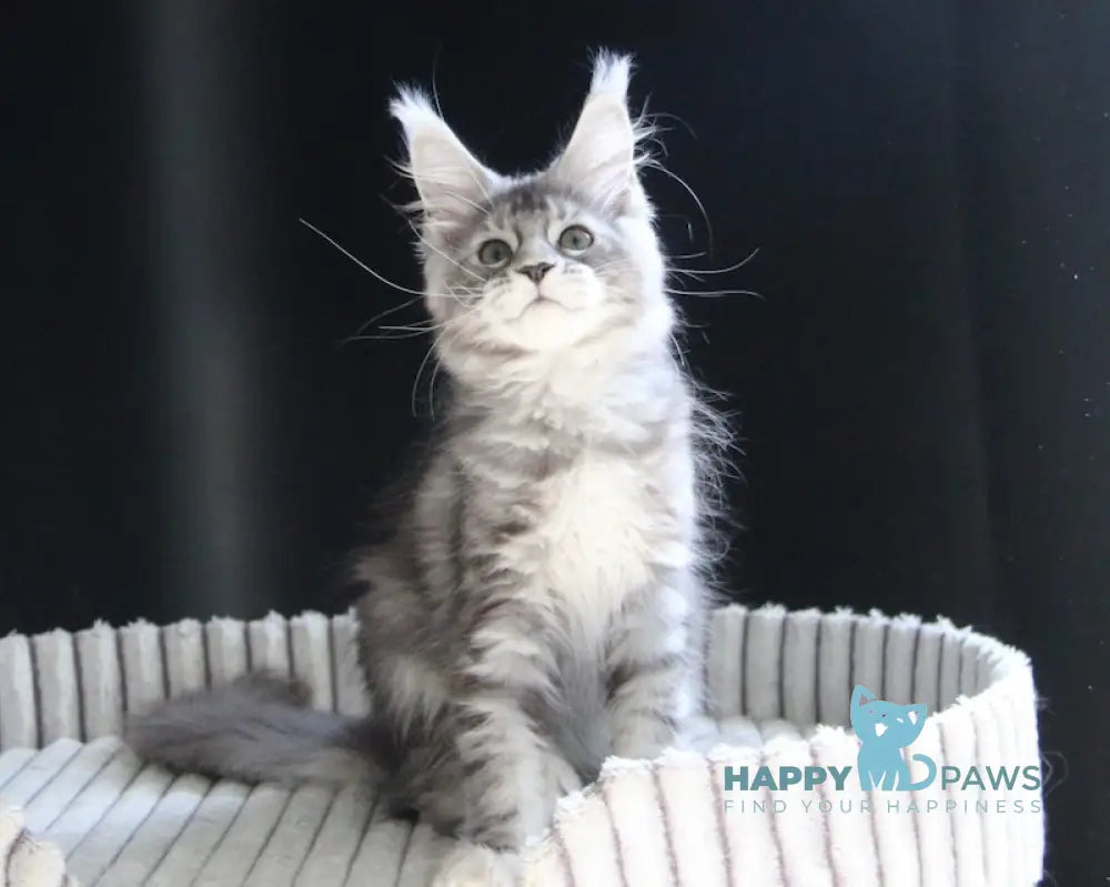 Beby Maine Coon female black silver tabby live animals