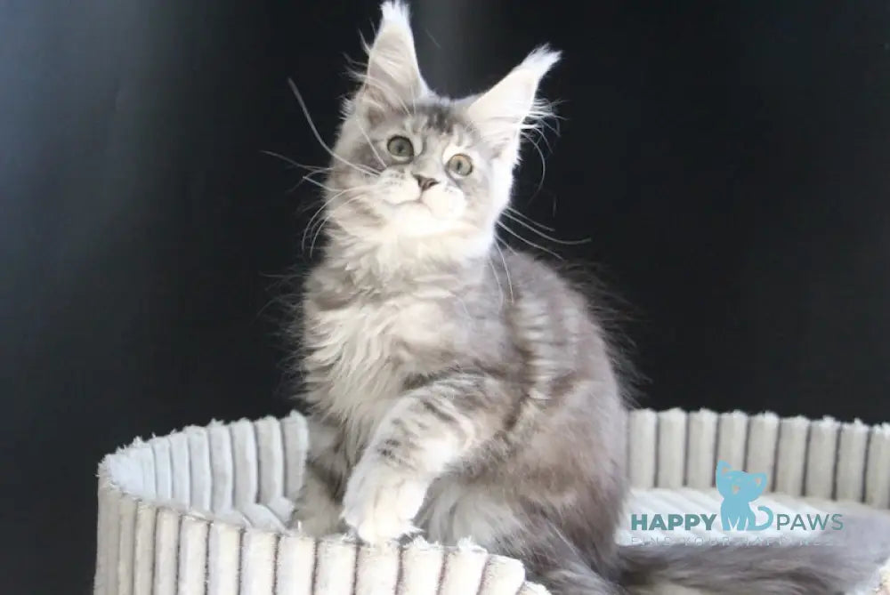 Beby Maine Coon female black silver tabby live animals