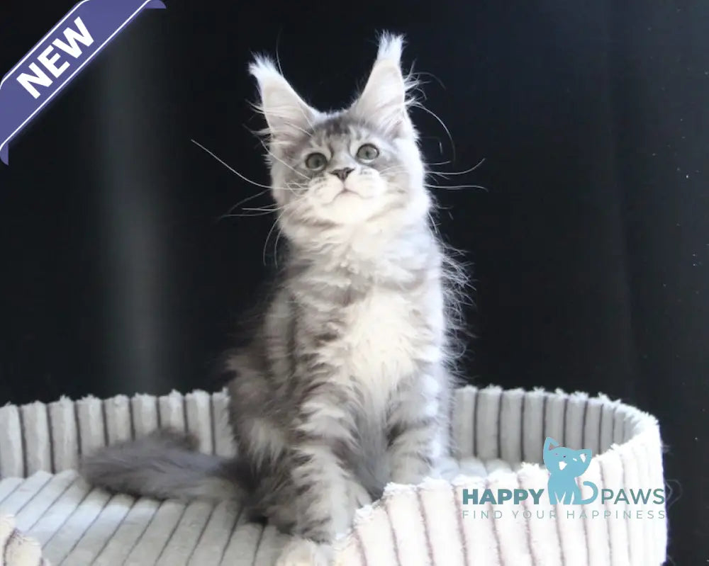 Beby Maine Coon female black silver tabby live animals