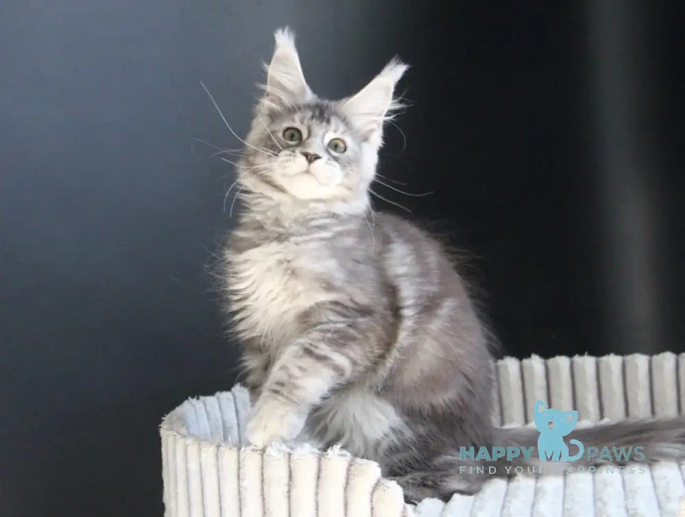 Beby Maine Coon female black silver tabby live animals