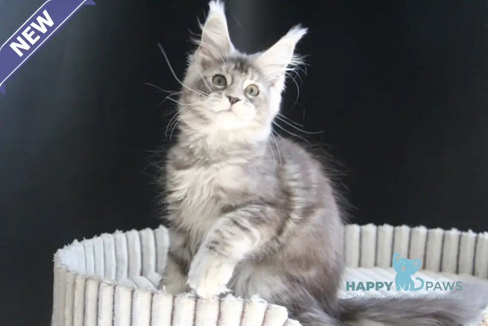 Beby Maine Coon female black silver tabby live animals