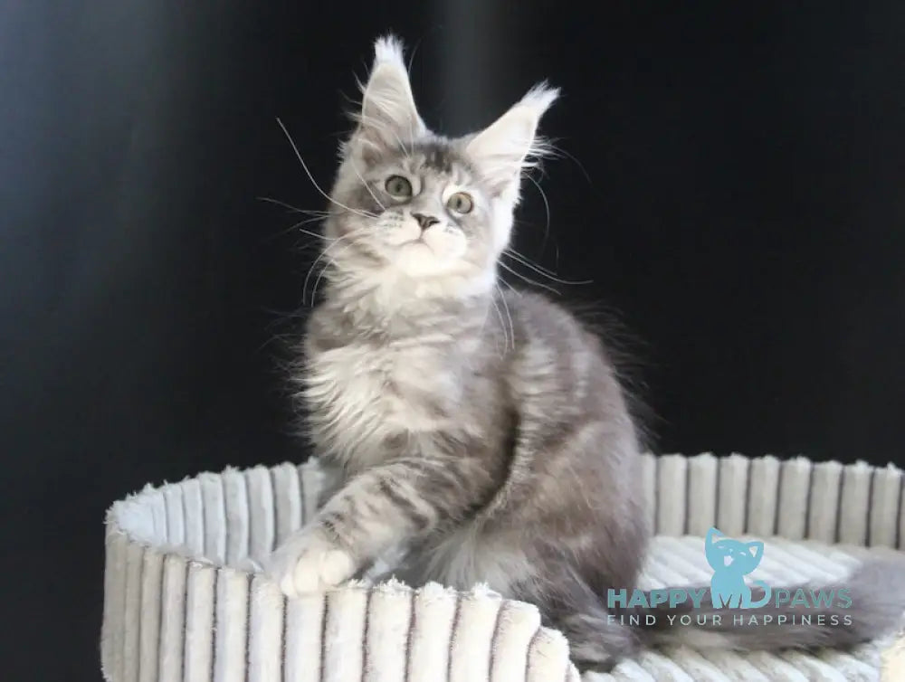 Beby Maine Coon female black silver tabby live animals