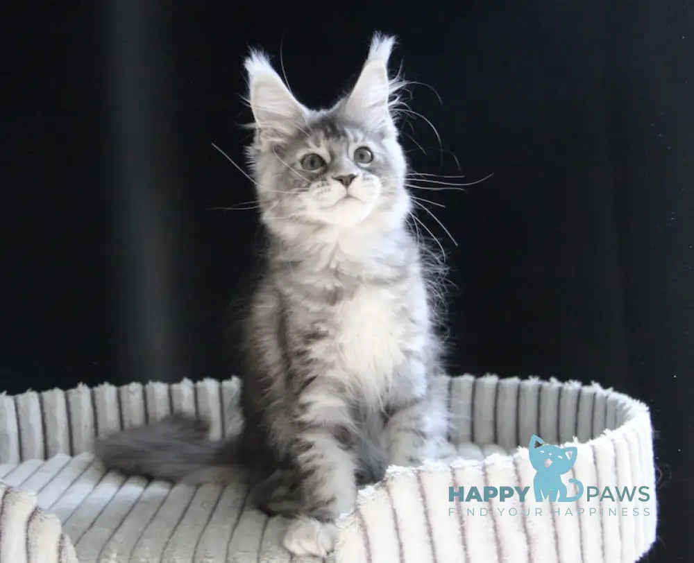 Beby Maine Coon female black silver tabby live animals