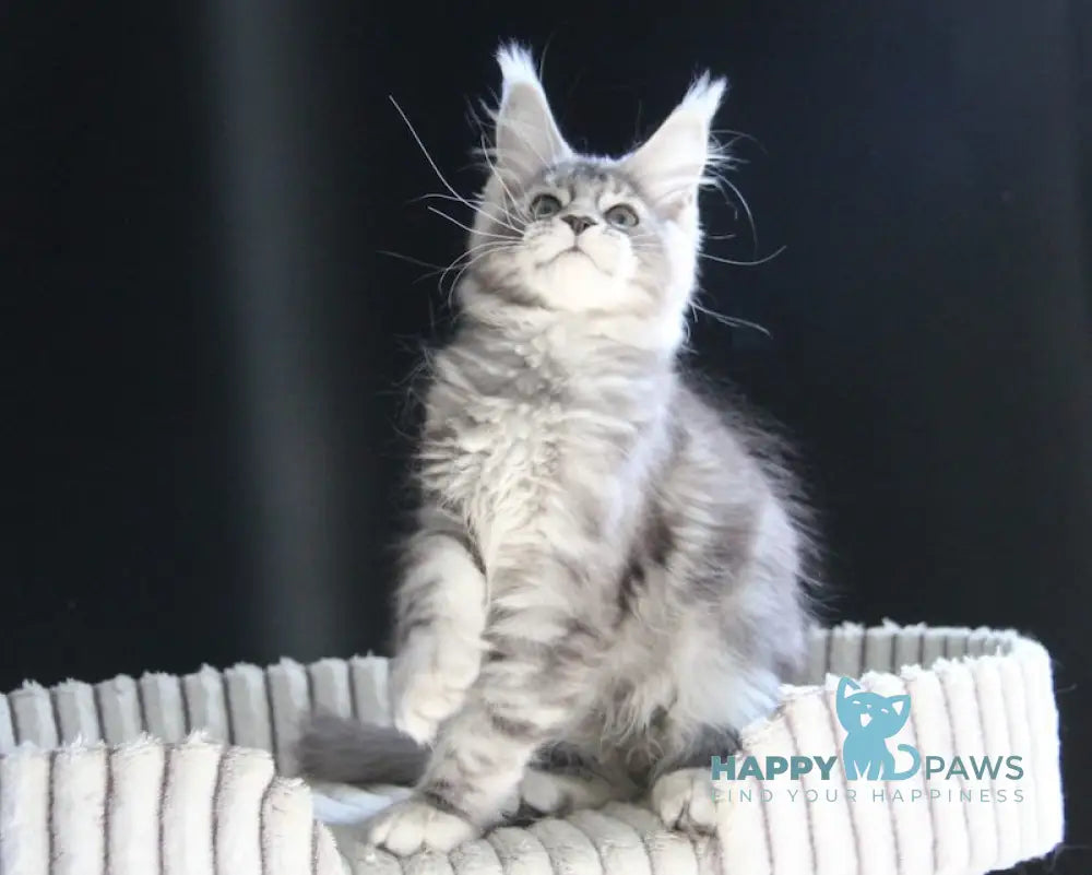 Beby Maine Coon female black silver tabby live animals