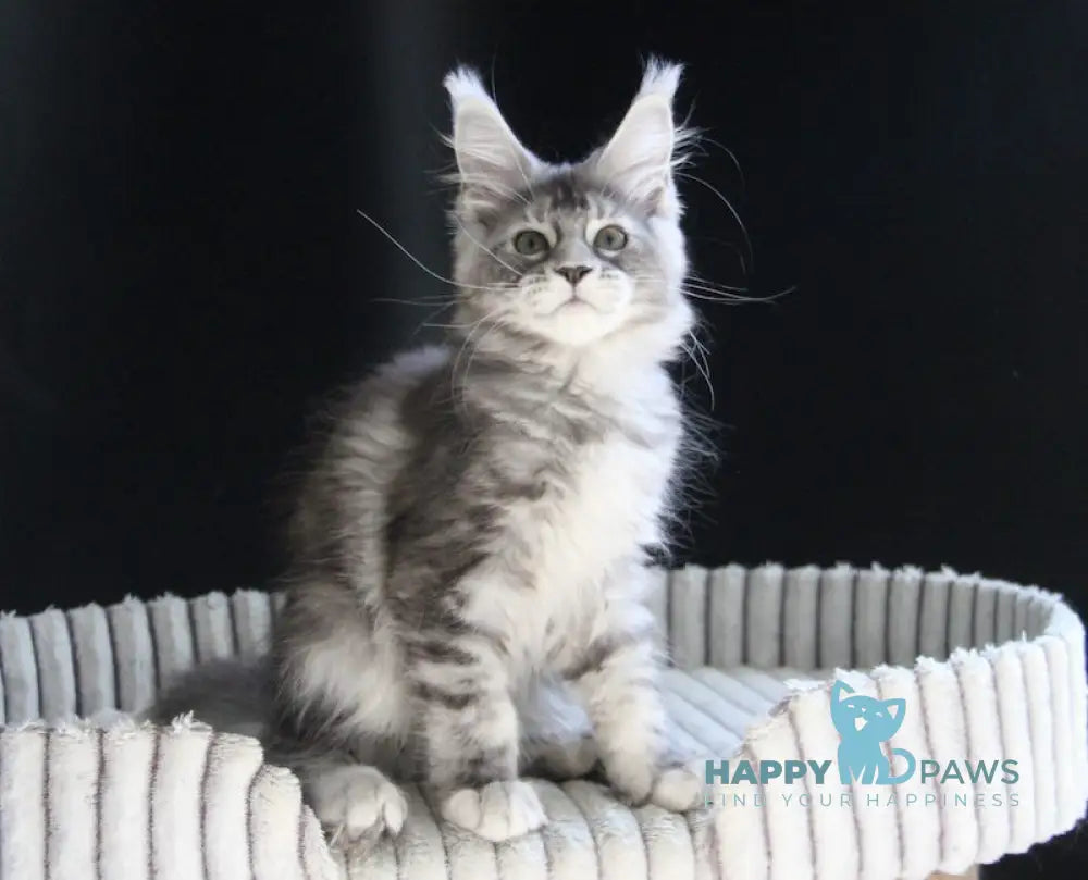 Beby Maine Coon female black silver tabby live animals