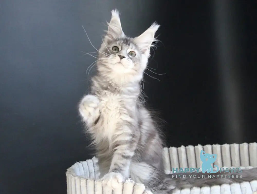 Beby Maine Coon female black silver tabby live animals