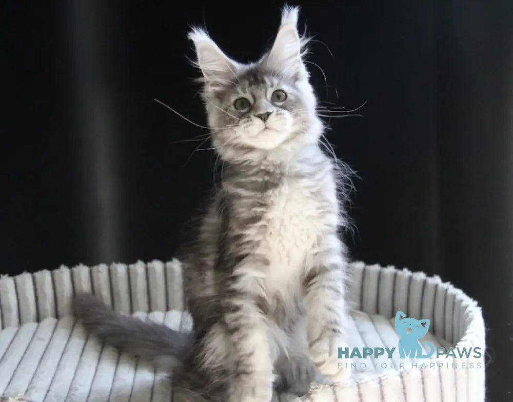 Beby Maine Coon female black silver tabby live animals
