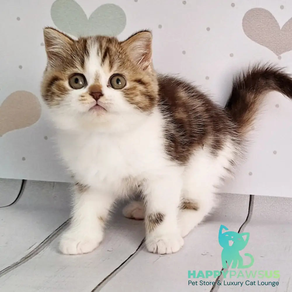 Beckham Scottish Straight male chocolate tabby bicolour - live animals
