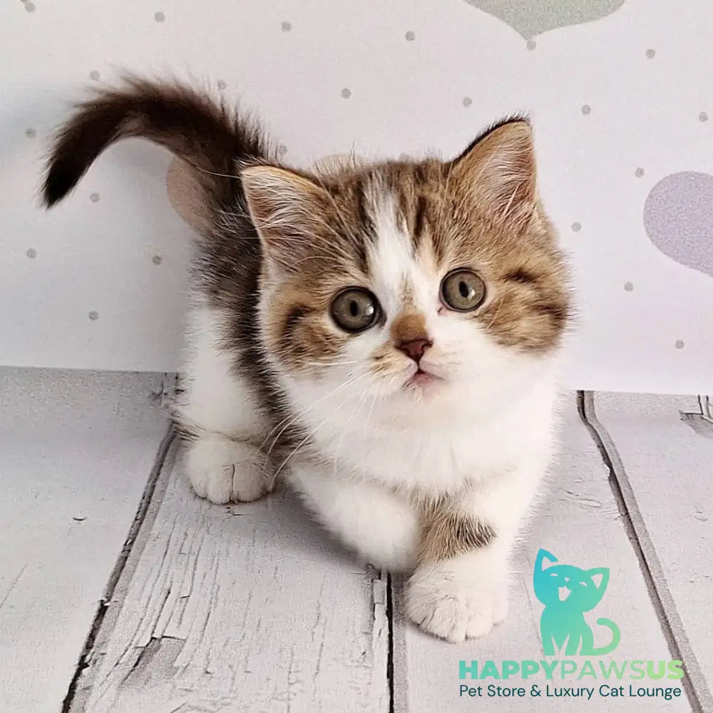 Beckham Scottish Straight male chocolate tabby bicolour - live animals