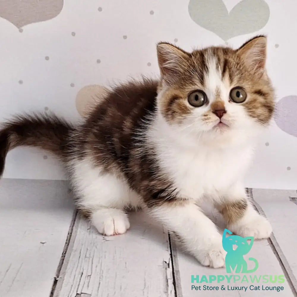 Beckham Scottish Straight male chocolate tabby bicolour - live animals