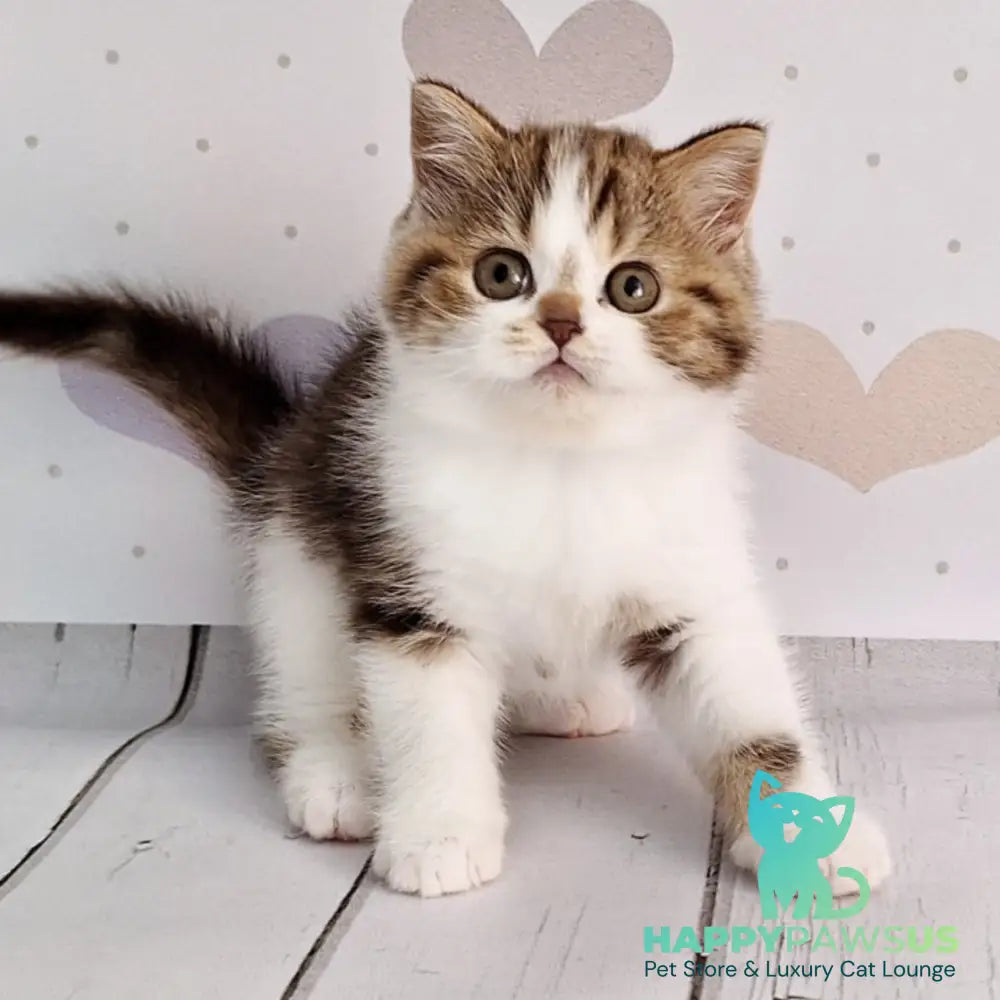 Beckham Scottish Straight male chocolate tabby bicolour - live animals