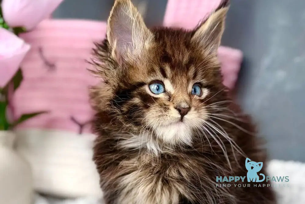 Beethoven Maine Coon male black with white tabby - live animals