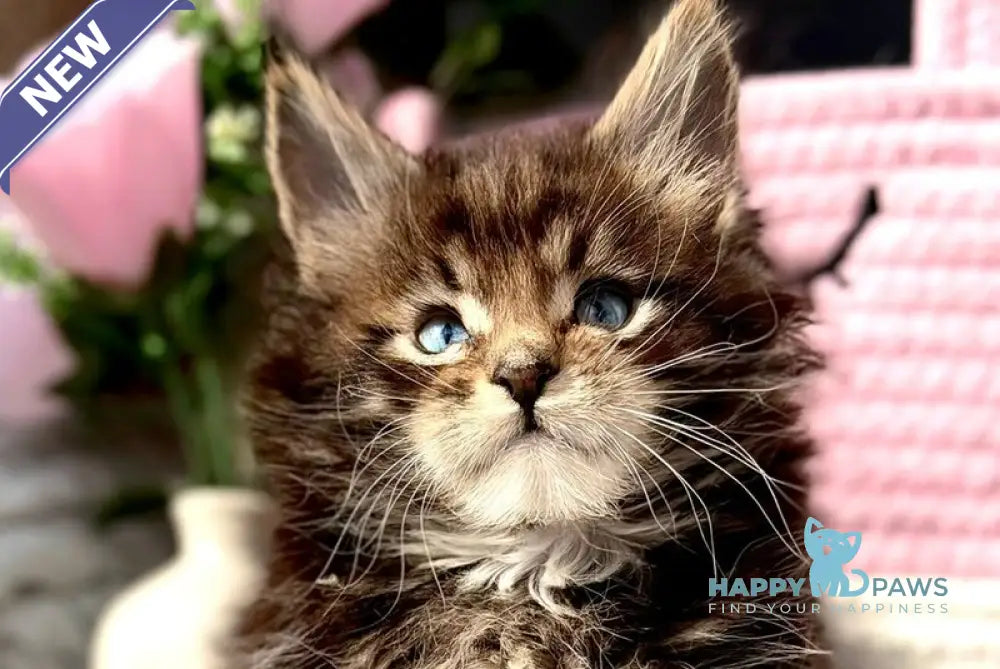 Beethoven Maine Coon male black with white tabby - live animals