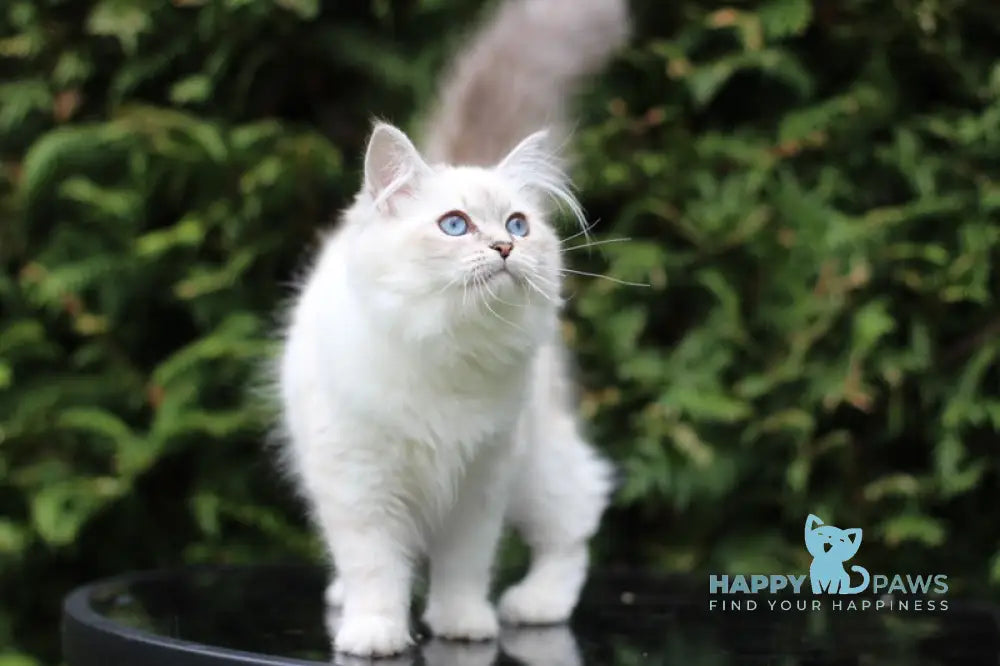 Begonia Siberian female blue tabby pointed with white live animals