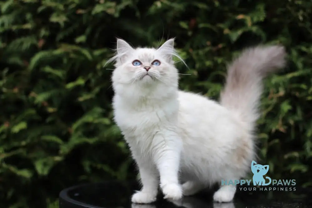 Begonia Siberian female blue tabby pointed with white live animals
