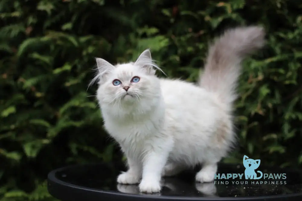 Begonia Siberian female blue tabby pointed with white live animals