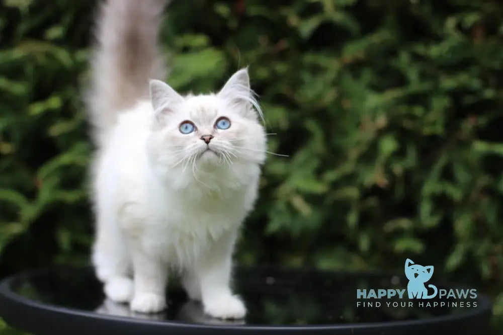 Begonia Siberian female blue tabby pointed with white live animals