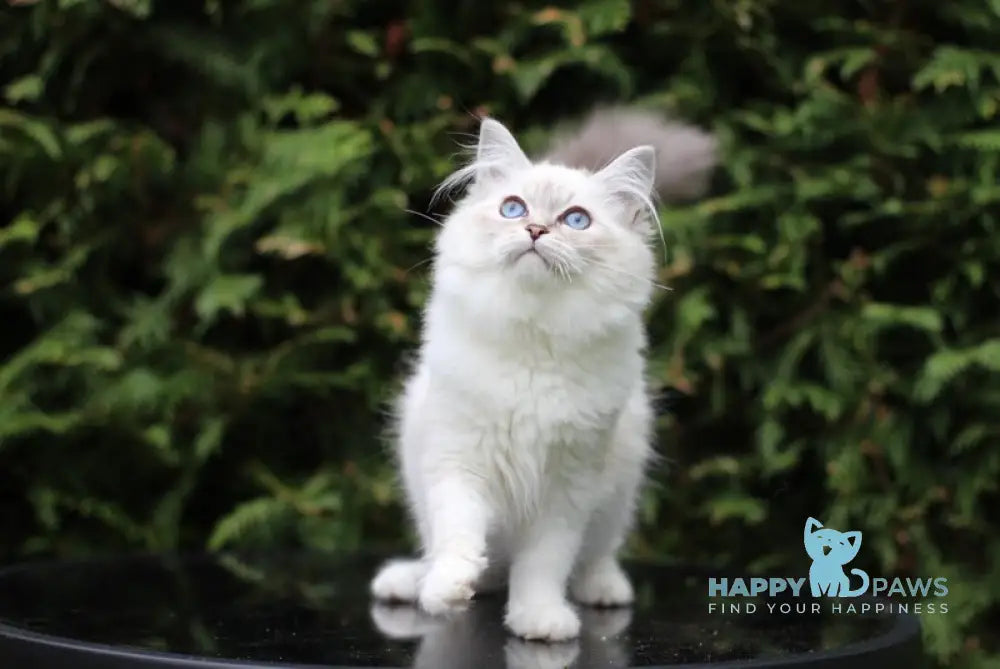 Begonia Siberian female blue tabby pointed with white live animals