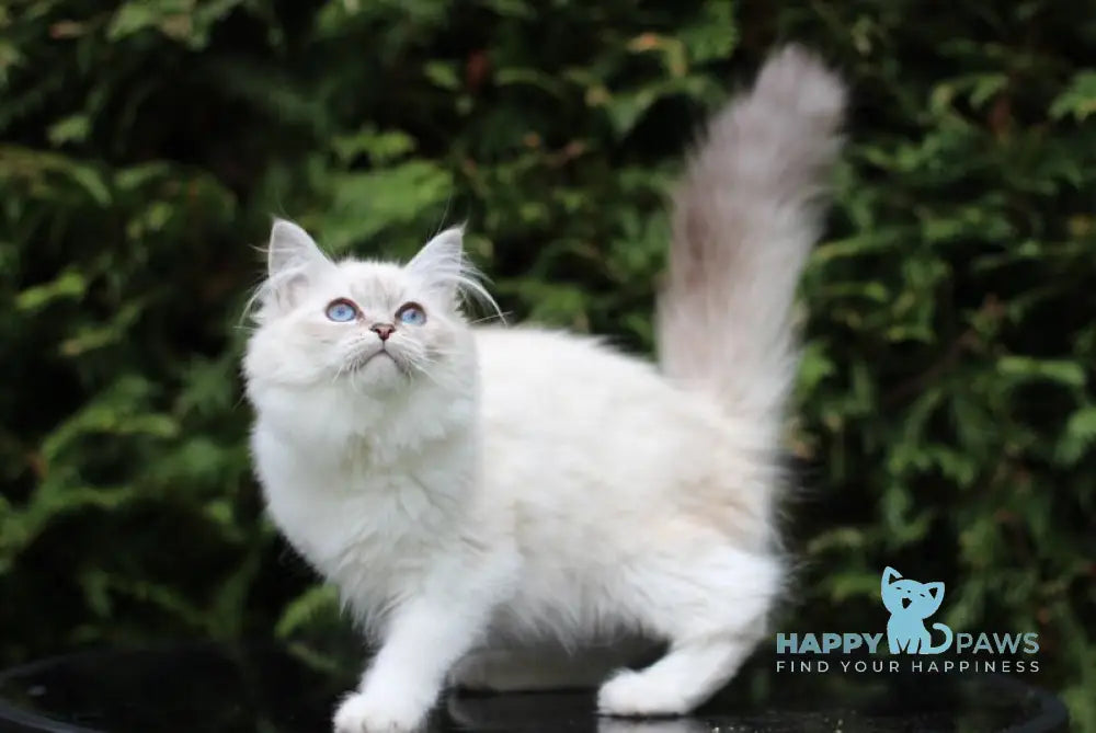 Begonia Siberian female blue tabby pointed with white live animals