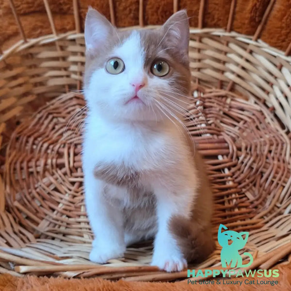 Beiley British Shorthair male cinnamon bicolour - live animals