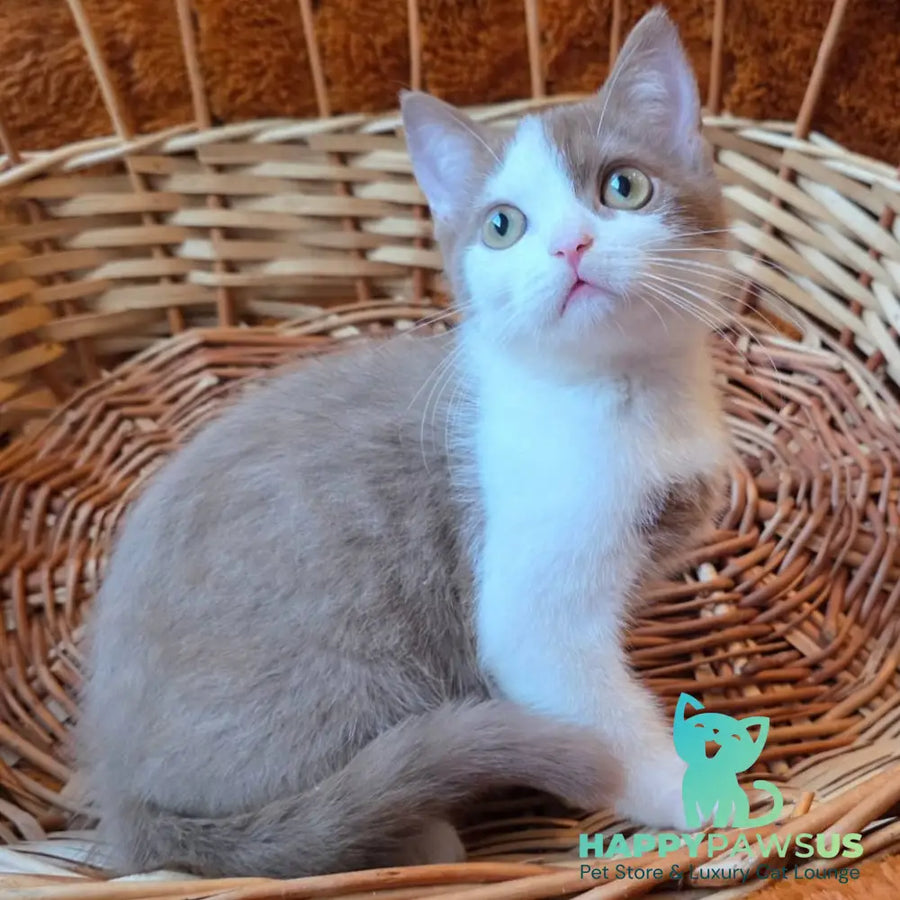 Beiley British Shorthair male cinnamon bicolour - live animals