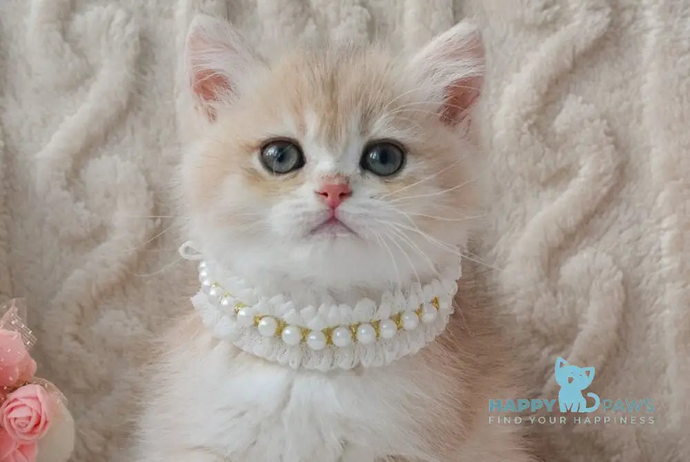 Belina British Shorthair female blue golden chinchilla live animals