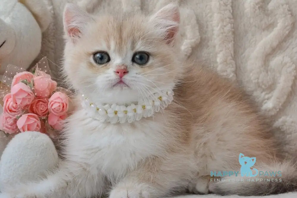 Belina British Shorthair female blue golden chinchilla live animals
