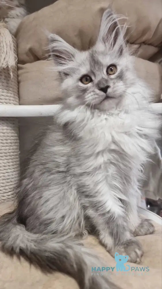 Belisa Maine Coon female black silver spotted tabby live animals