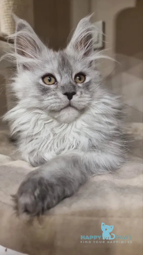 Belisa Maine Coon female black silver spotted tabby live animals