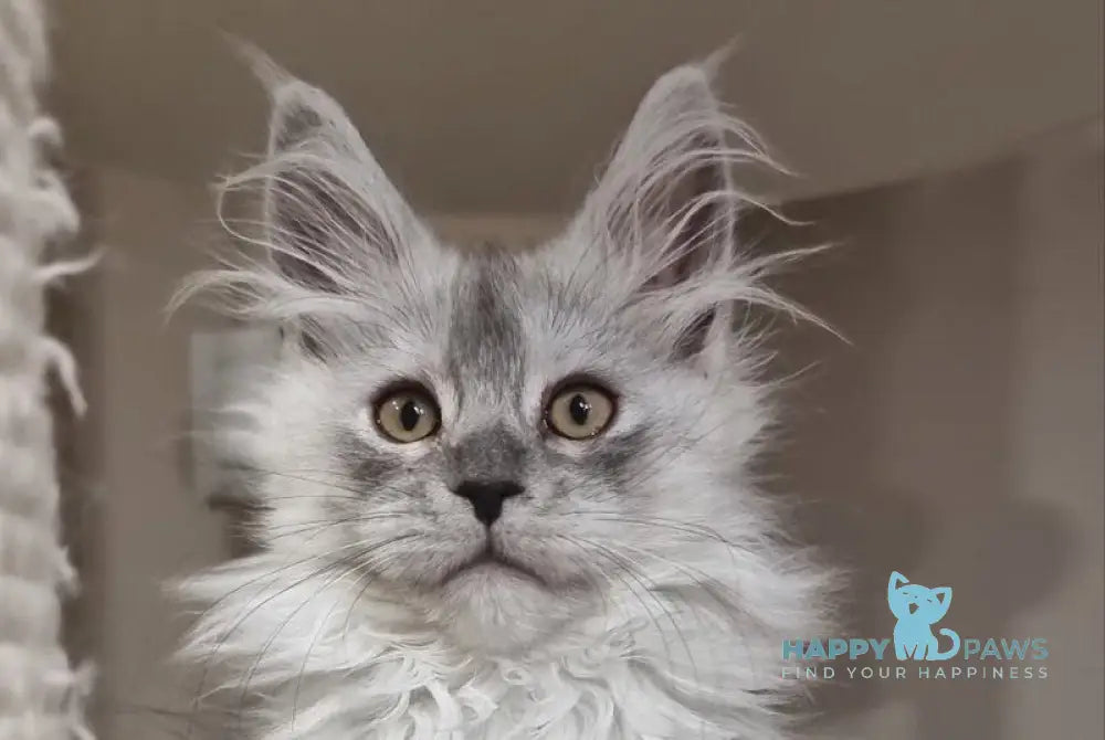 Belisa Maine Coon female black silver spotted tabby live animals