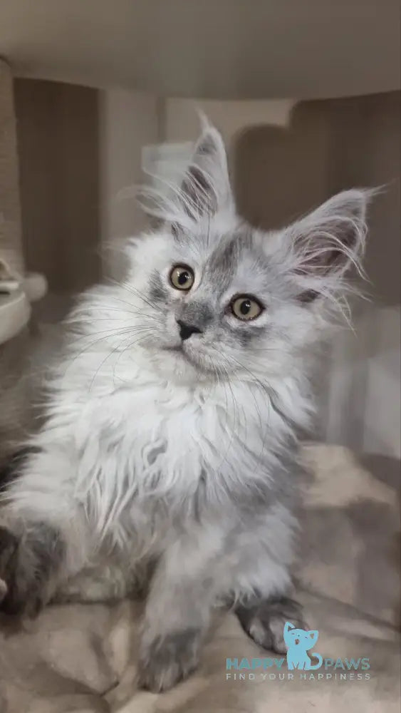 Belisa Maine Coon female black silver spotted tabby live animals