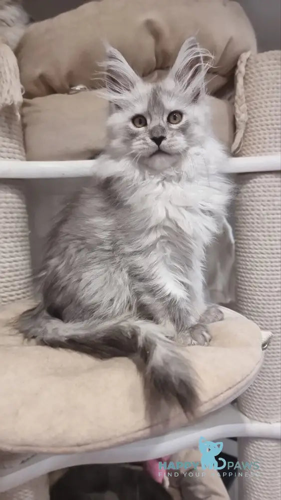 Belisa Maine Coon female black silver spotted tabby live animals