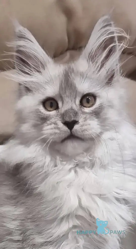 Belisa Maine Coon female black silver spotted tabby live animals