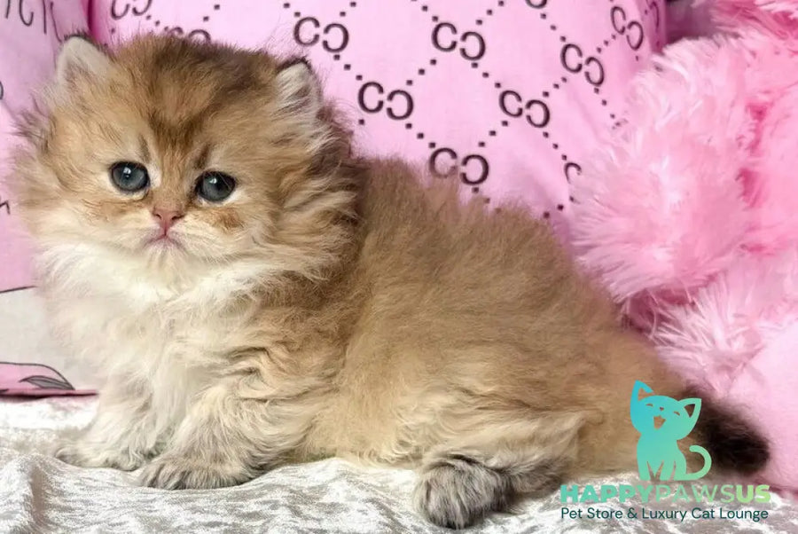 Bella British Longhair female black golden shaded - live animals