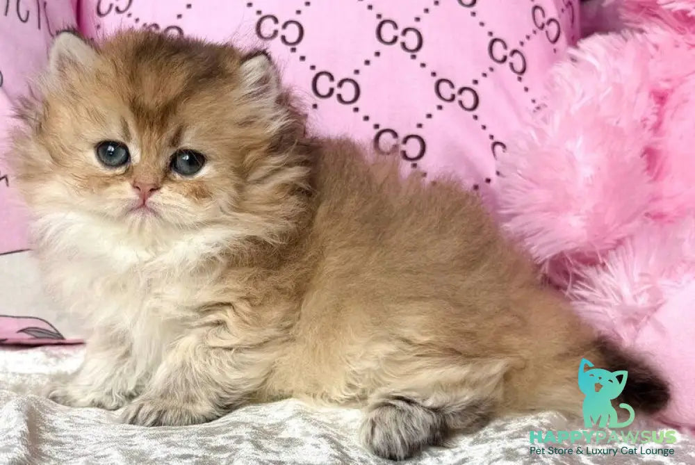 Bella British Longhair female black golden shaded - live animals