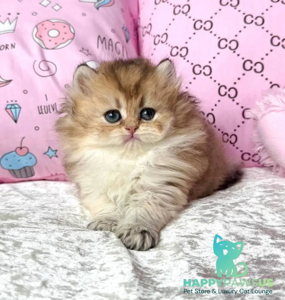 Bella British Longhair female black golden shaded - live animals