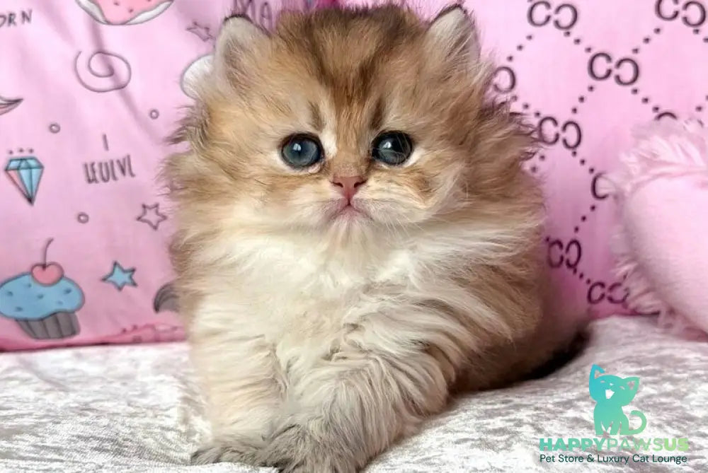Bella British Longhair female black golden shaded - live animals