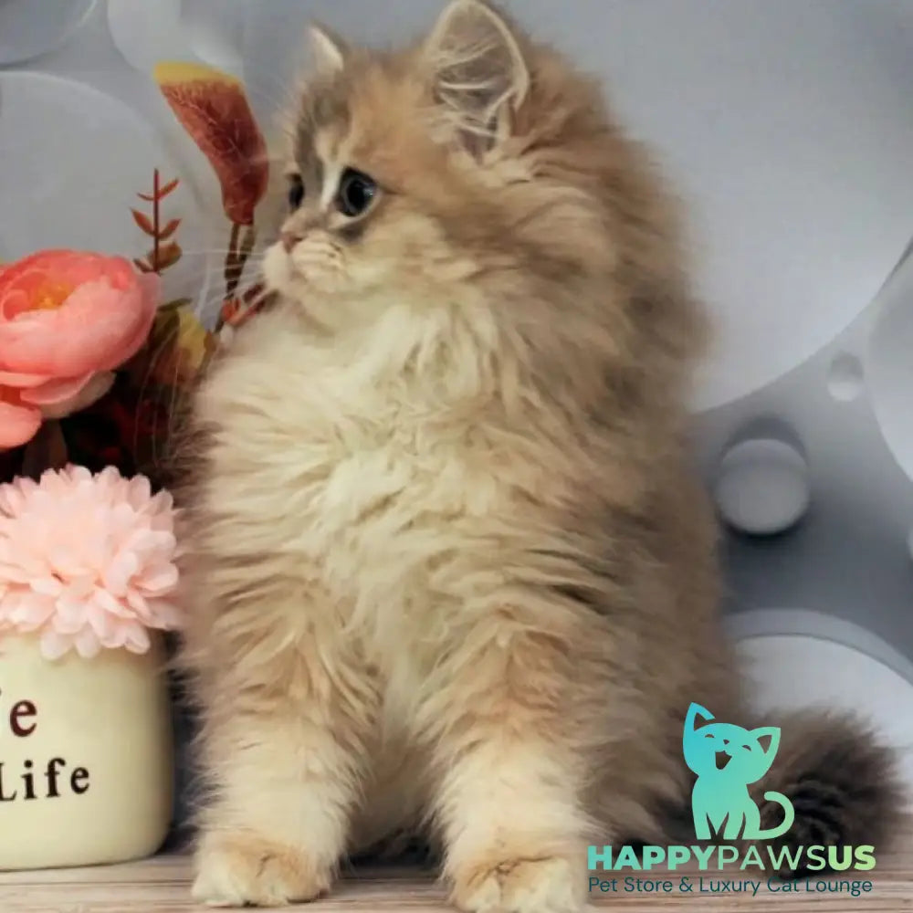 Bella British Longhair female blue golden shaded - live animals