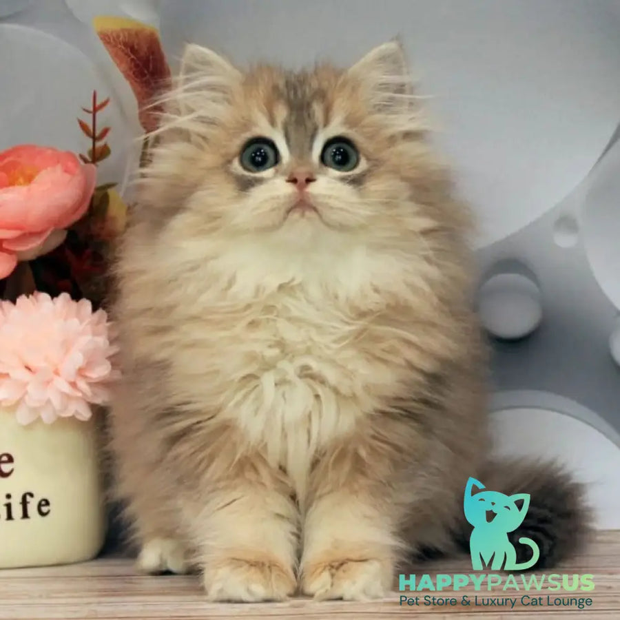 Bella British Longhair female blue golden shaded - live animals