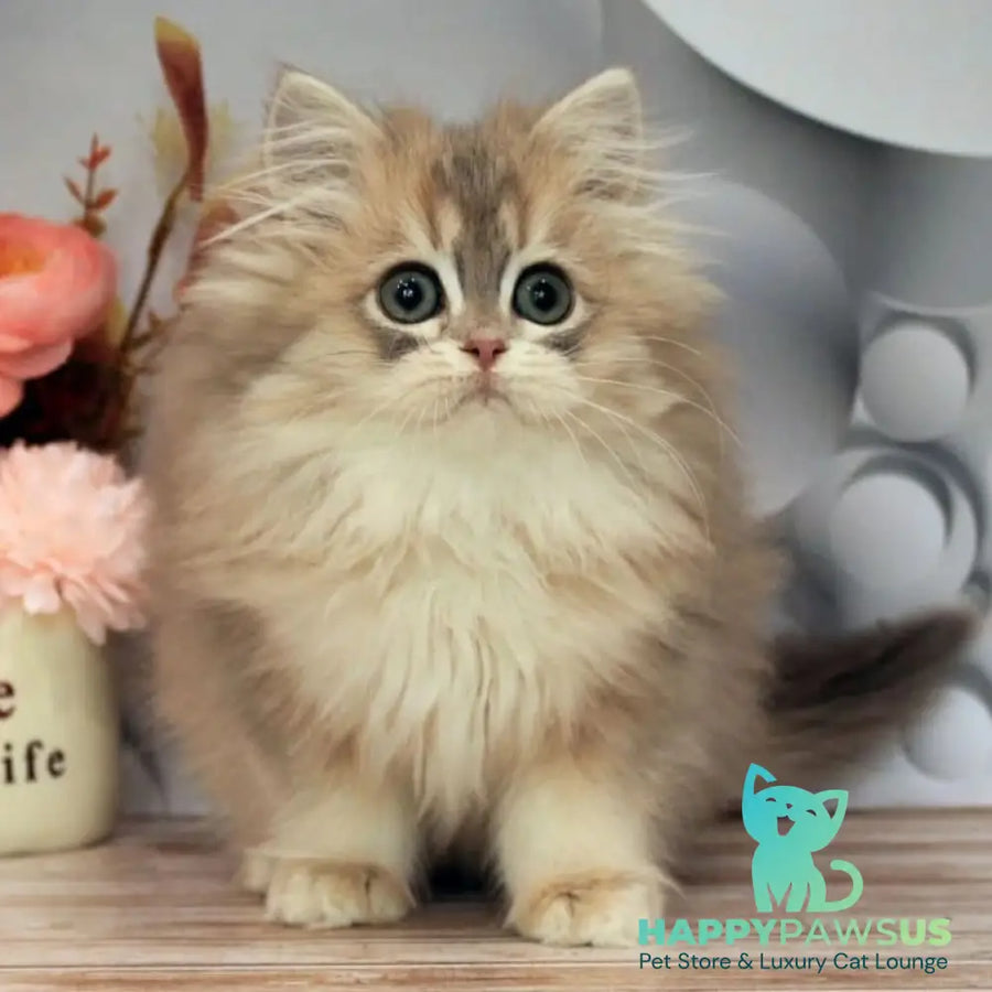 Bella British Longhair female blue golden shaded - live animals