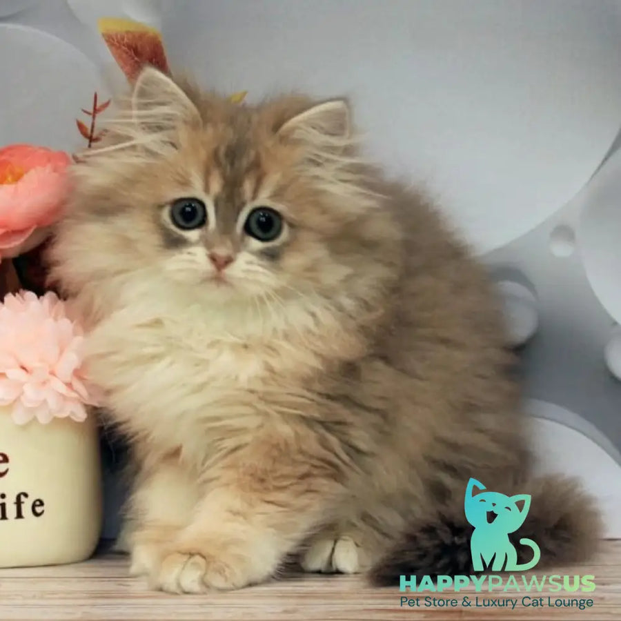 Bella British Longhair female blue golden shaded - live animals