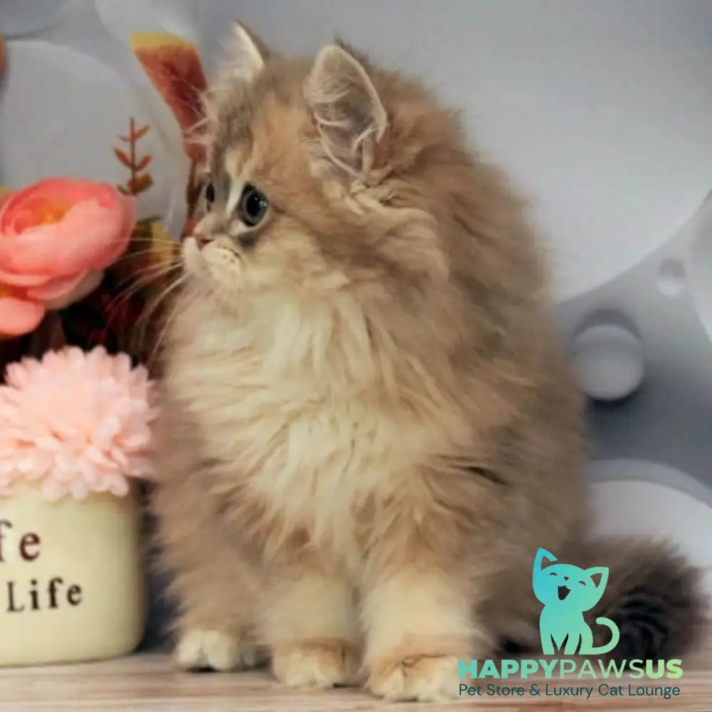 Bella British Longhair female blue golden shaded - live animals