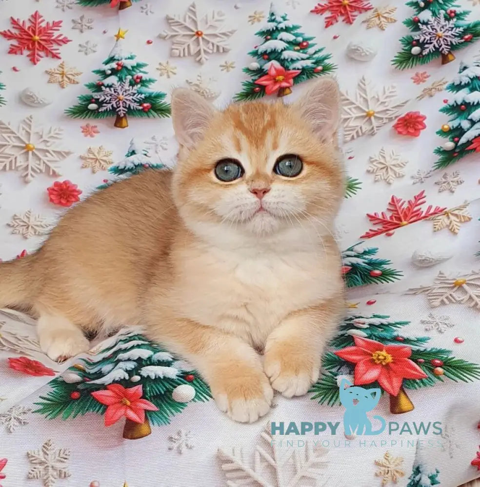 Bella British Shorthair female black golden chinchilla live animals