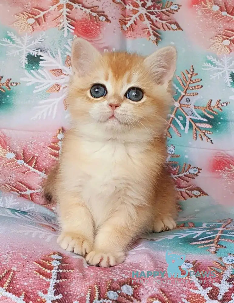 Bella British Shorthair female black golden chinchilla live animals