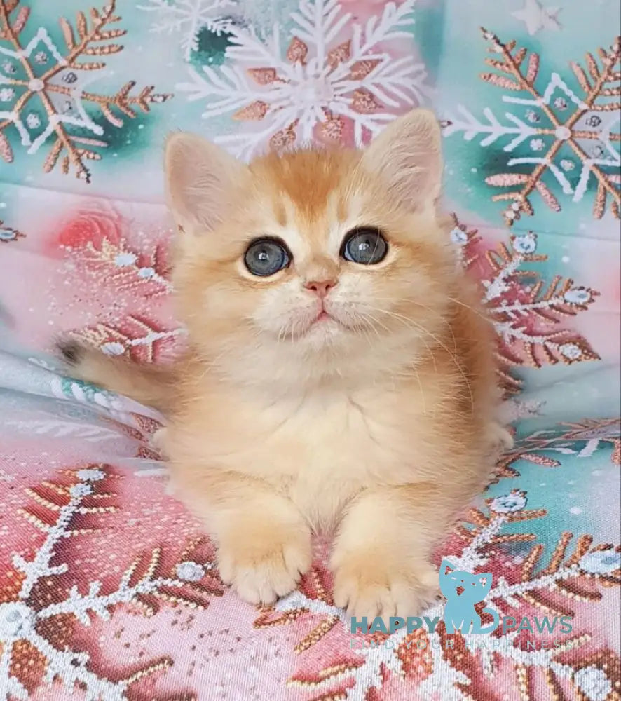 Bella British Shorthair female black golden chinchilla live animals