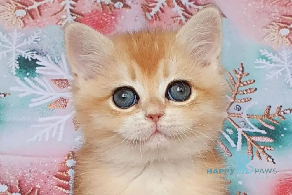 Bella British Shorthair female black golden chinchilla live animals